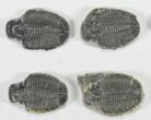 Lot: / Elrathia Trilobite Molt Fossils - Pieces #79030-1